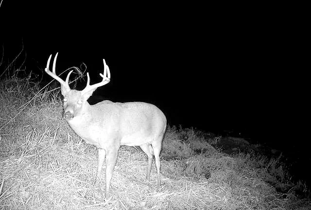 Trail camera night frame of a mature whitetail buck on Bigger Bucks Outfitters ground