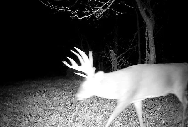 Trail camera night frame of a whitetail buck crossing a travel corridor